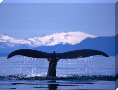 Whale's Tail art print by Anonymous