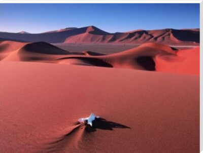 Oryx Bone, Namib Desert art print by David Noton