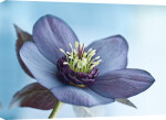 Black Hellebore giclee art print