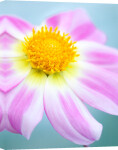 Dahlia 'Painted Lady' giclee art print