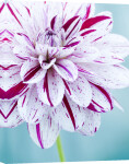 Dahlia 'Painted Lady' giclee art print