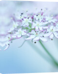 Heracleum giclee art print