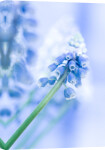 Muscari armeniacum giclee art print