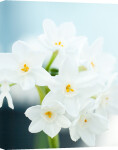 Narcissus 'Paperwhite' giclee art print