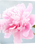 Paeonia 'Pink Cameo' giclee art print