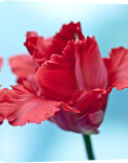 Tulipa 'Garden Fire' giclee art print