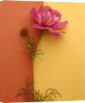 Pink Cosmos giclee art print