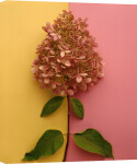Pink Hydrangea giclee art print