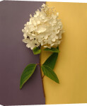 White Hydrangea giclee art print