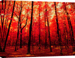 The True North giclee art print
