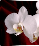 Beaulieu Orchid giclee art print