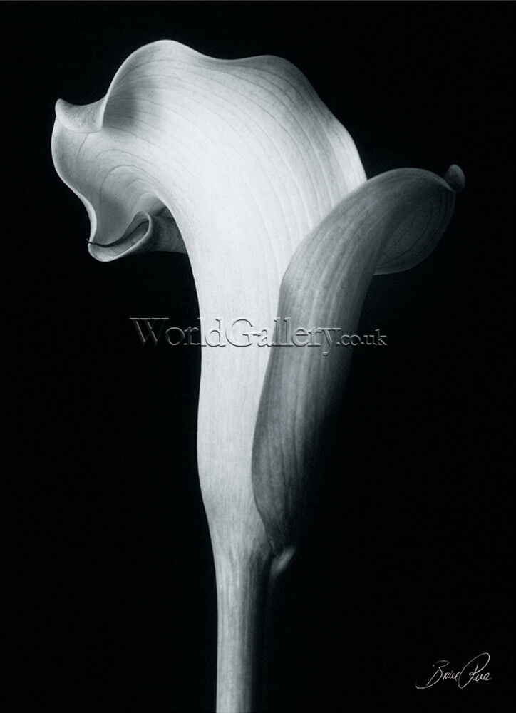 bruce rae photography