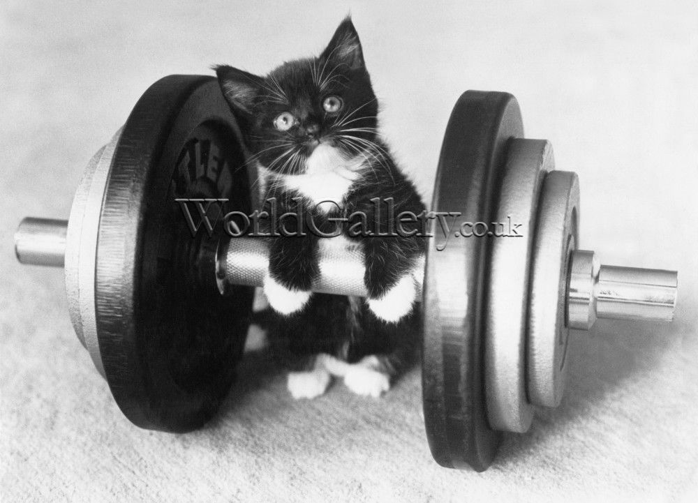 kitten dumbbell