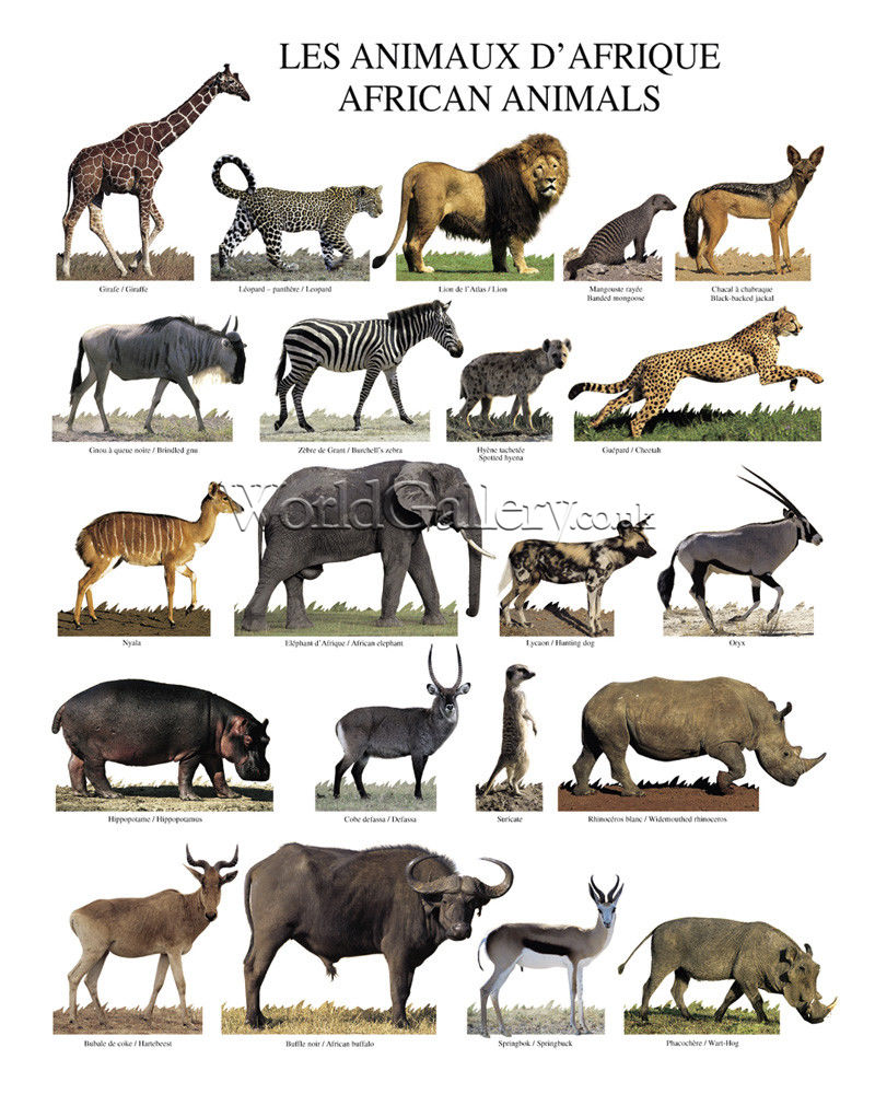 African Animals Poster