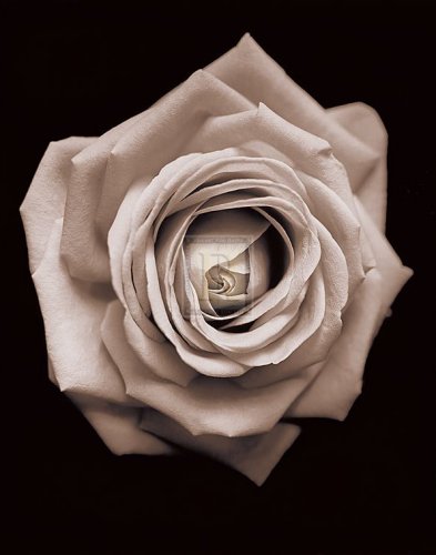 Heartfelt I by Bill Philip