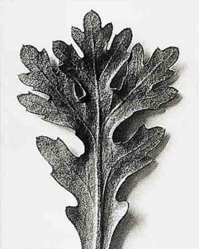 Wucherblume by Karl Blossfeldt