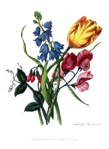 Bouquet With Tulipa Gesneriana by Lawrence