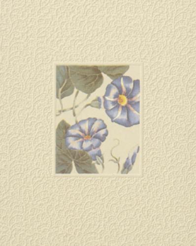 Morning Glory by Peg Hope