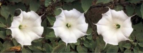 Jimson Weed by Bela Kalman