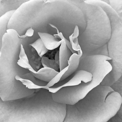 Madame Pompadour Rose by Perry King