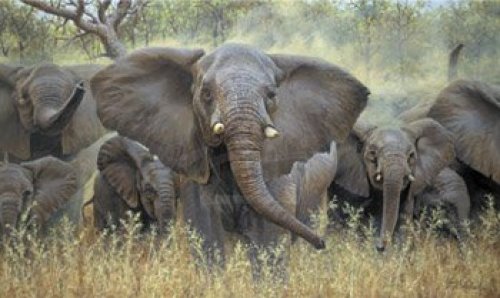 Leader of the Herd by Guy Coheleach
