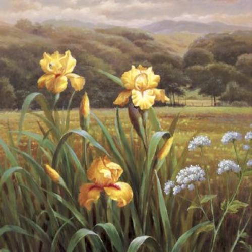 Queen Annes Lace by Phillip Gustave