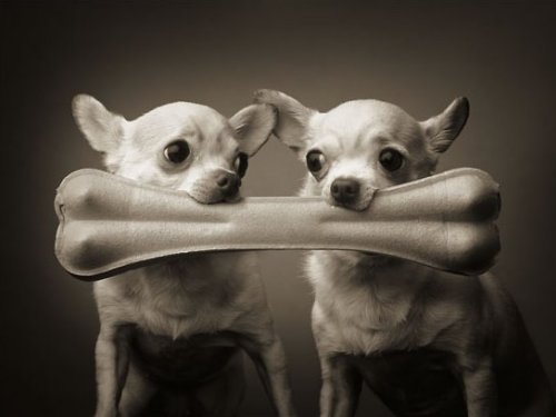 Pip and Squeak by Ron Schmidt