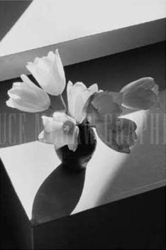 Short Tulips by Lilo Raymond