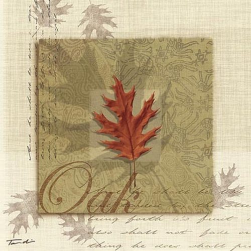 Oak by Tandi Venter