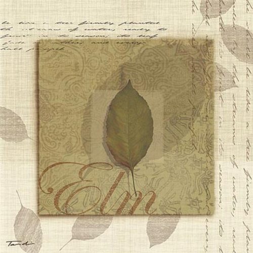 Elm by Tandi Venter