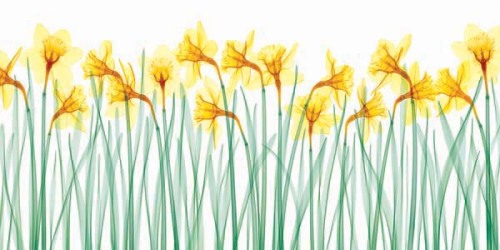 Floral Delight I by Jim Wehtje