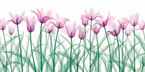 Floral Delight II by Jim Wehtje
