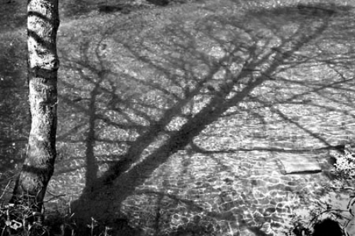 Exmoor Streamshadows by Paul Warner