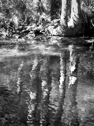 Trees and Water 1 by Paul Warner