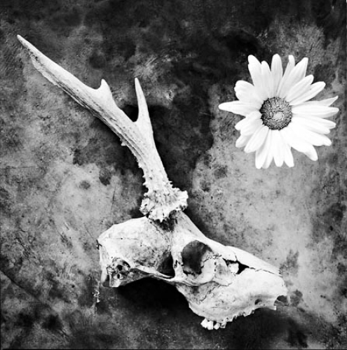 Cabinet of Dreams Boneflower by Paul Warner