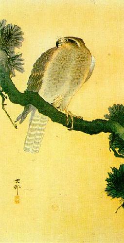 Falcon On A Branch by Shoson