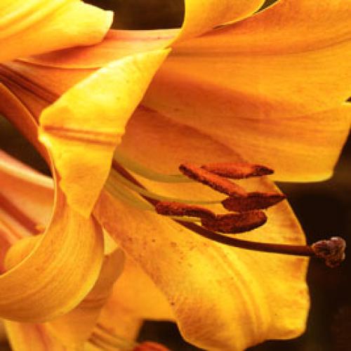Mellow Yellow by Erin Rafferty