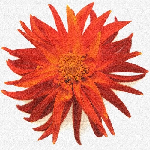 Flower Focus II by Erin Rafferty