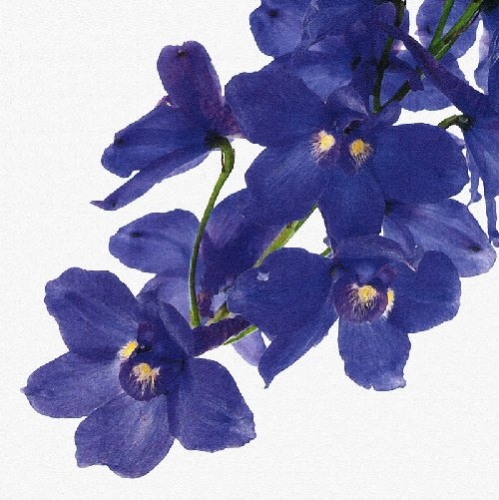 Flower Focus III by Erin Rafferty