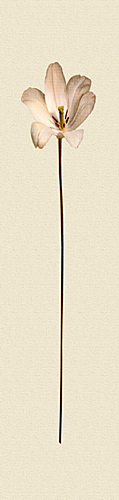 Simple Stem I by Erin Rafferty
