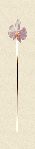 Simple Stem IV by Erin Rafferty