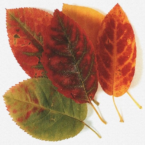Autumn Leaves by Erin Rafferty