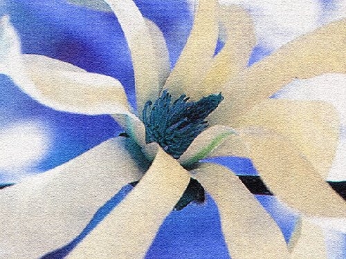 Symphony in Blue and White by Erin Rafferty
