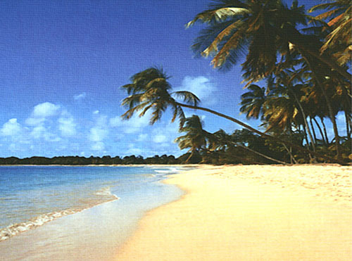 Tropical Dreams by Erin Rafferty