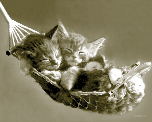 Kittens in a Hammock by Keith K...