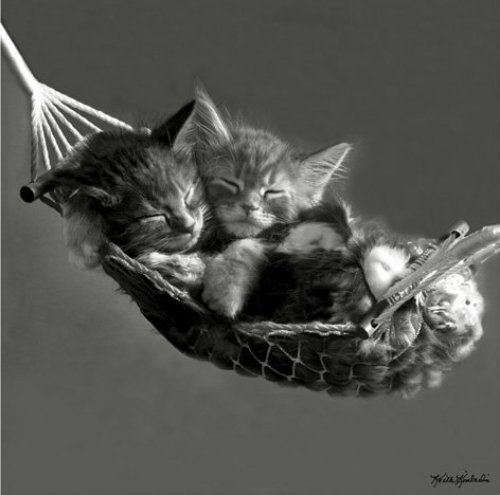 Keith Kimberlin (Kittens in a Hammock) by Anonymous