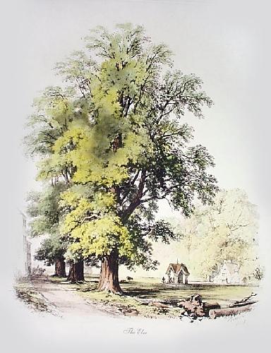 Elm Tree Restrike Etching by Barnard