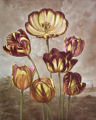 Tulips Restrike Etching by George Philip Reinagle