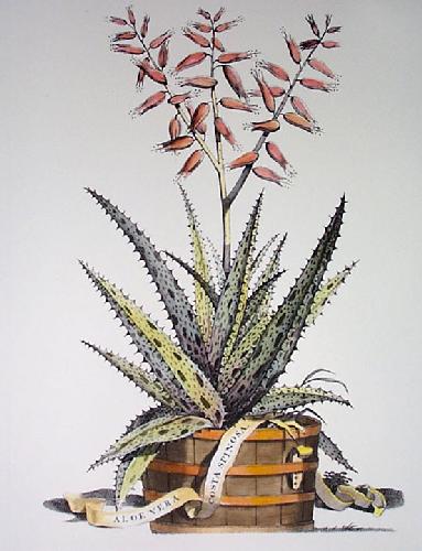 Aloe Vera Costa Spinosa Restrike Etching by Anonymous