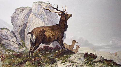 Deer Disturbed Restrike Etching by Richard Ansdell